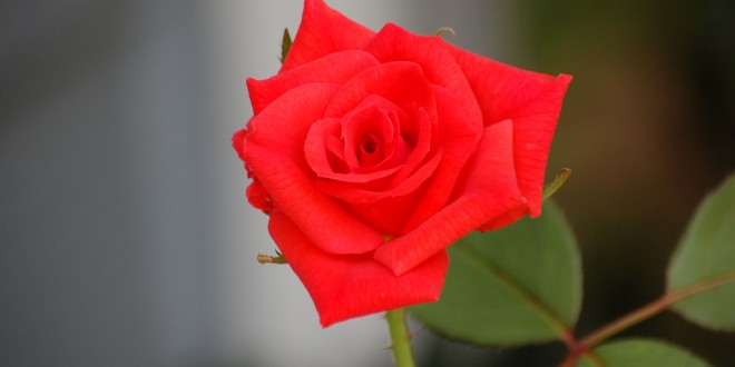 one-perfect-rose